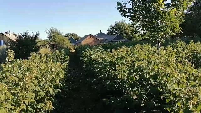 малина Полька смотреть онлайн
