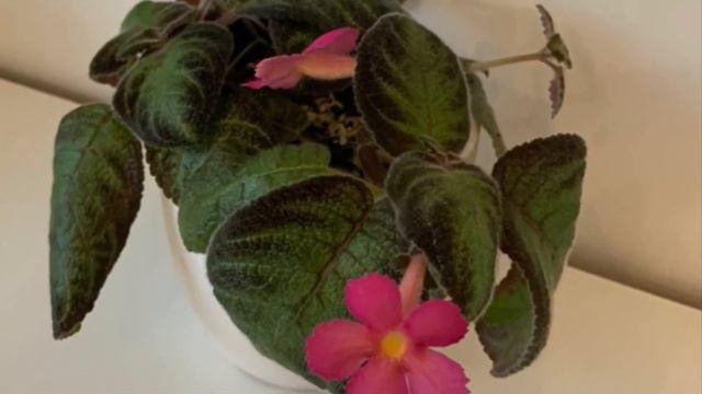 EPISCIA PLANT VARIETIES | EPISCIA CUPREATA | Episcia PICASSO | Episcia STAR Of BETHLEHEM