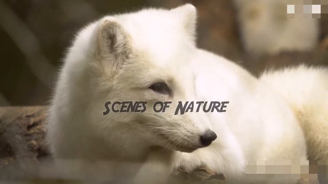 Arctic Fox Animal | Scenes of Nature | Genus: Vulpes | Species: lagopus смотреть онлайн