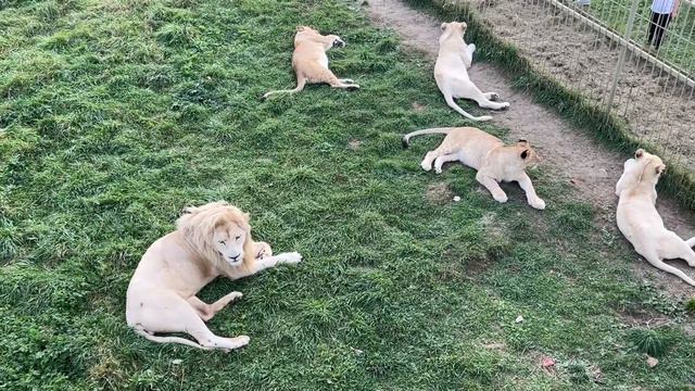 Львы / Парк Львов «ЗЕМЛЯ ПРАЙДА» смотреть онлайн