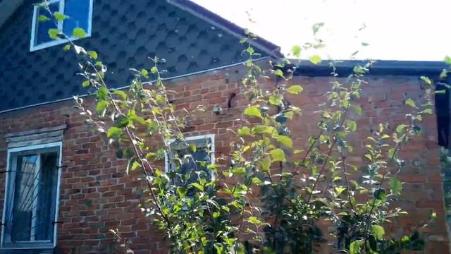 Вылет пчелиного роя из стены дома смотреть онлайн