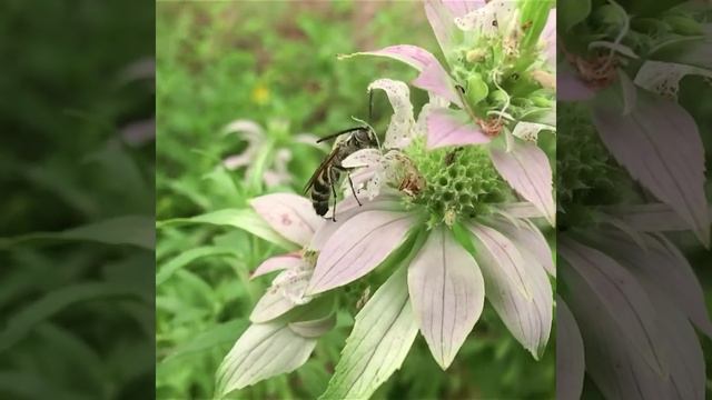Monarda punctata смотреть онлайн