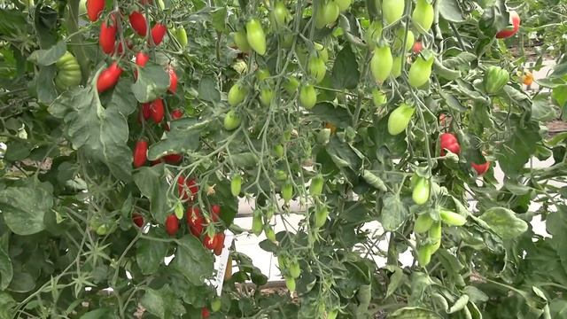 Томат Mini San Marzano (Королевский сад Ильи Королева) смотреть онлайн