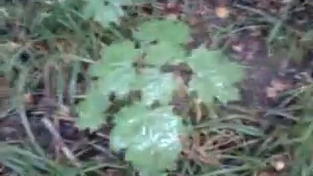 Маленький клён смотреть онлайн