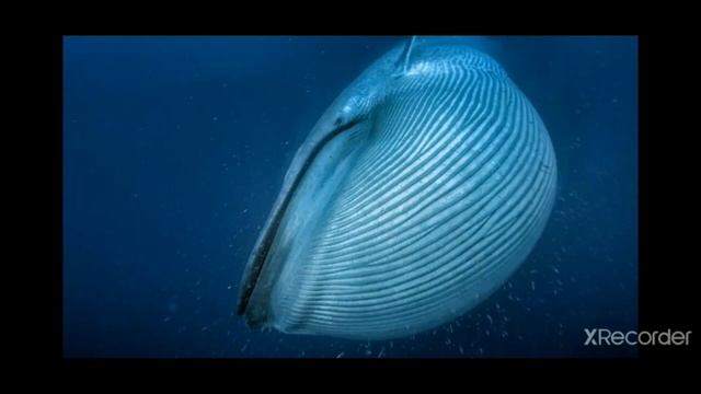 Синий кит ?? смотреть онлайн