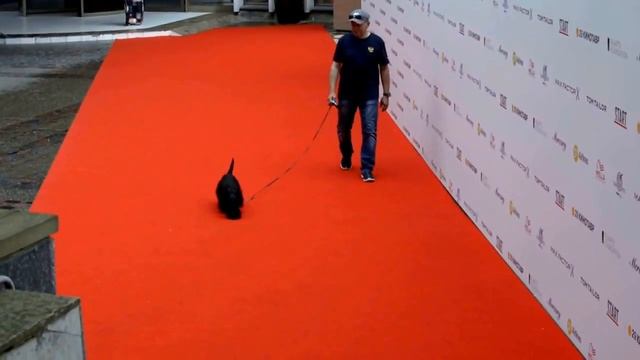 Скотч Терьер.Тобби на красной дорожке кинотавра 2018 смотреть онлайн