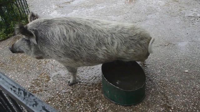 Прогулка по Тайгану от Ирины Вронской. Ч.2. Animals in Crimean Taigan смотреть онлайн