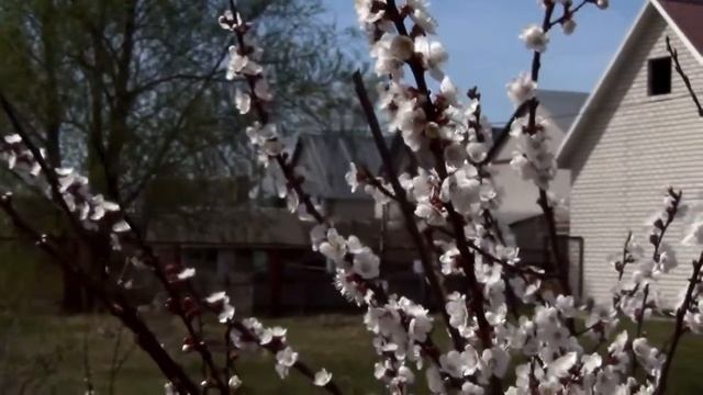 Sony HDR-CX250E test смотреть онлайн