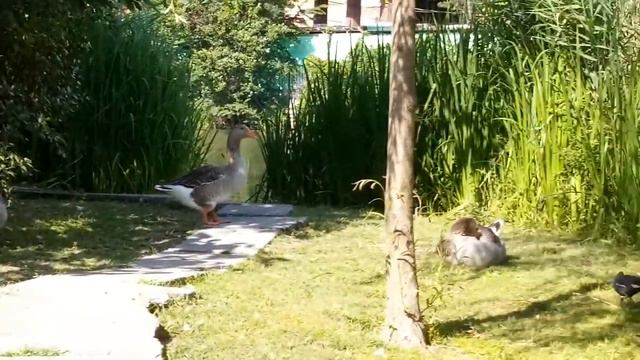 Лазаревское 09.07.19 озеро Дивное смотреть онлайн