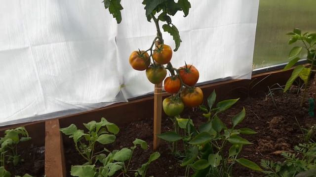 Томат ''клуша'' смотреть онлайн