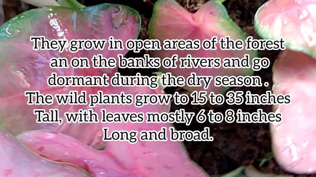 Caladium Pink Beauty