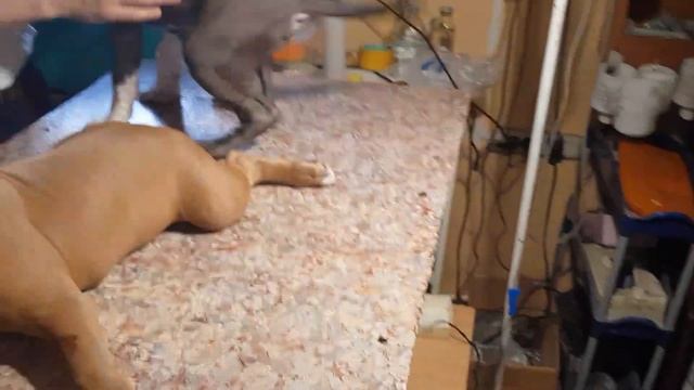 Замечательные люди привезли 2стаффов на купировку ушек из Москвы смотреть онлайн