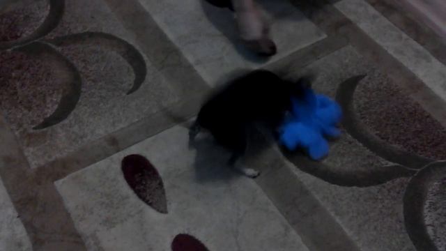 Той терьер играет с игрушками!