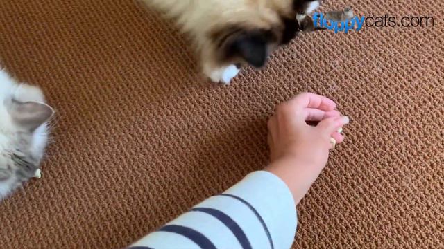 Cat Probiotic Treats: Ragdoll Cats Try Whole Life Pet's Living Treats смотреть онлайн