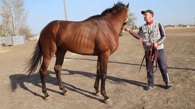 Гороскоп 2018 скаковой жеребец Рост 170см смотреть онлайн