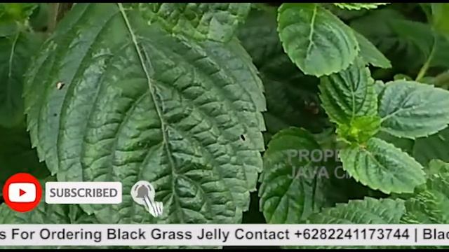 BLACK GRASS JELLY SELLER IN INDONESIA WITH THE BEST QUALITY | JAVA HERB смотреть онлайн