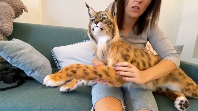 Рысь - игрушка из искусственного меха смотреть онлайн