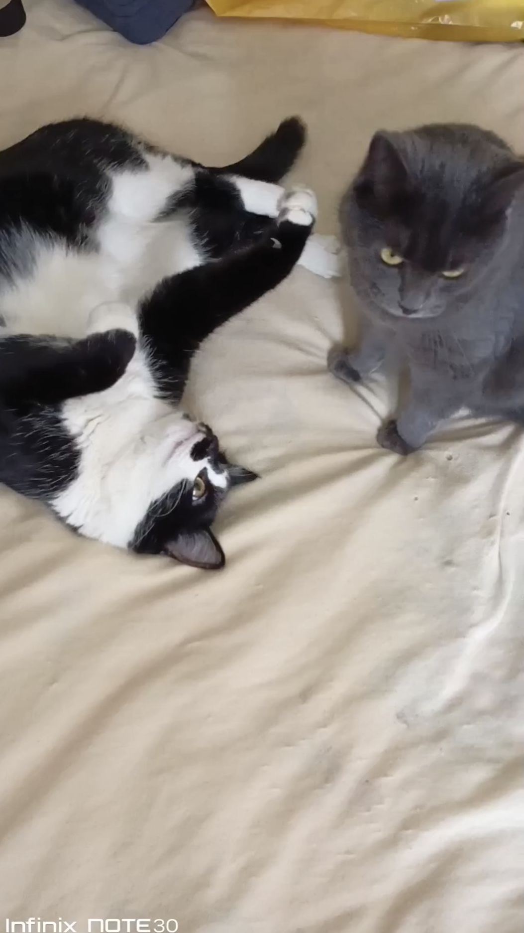 Кошки не хотят больше подчиняться котам! смотреть онлайн