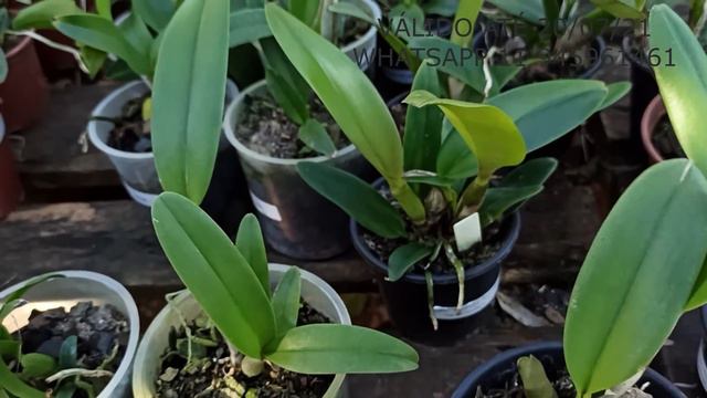 3 ORQUÍDEAS ESPECIAIS POR R$ 79,90! SÓ ATÉ DIA 20/07/21 смотреть онлайн