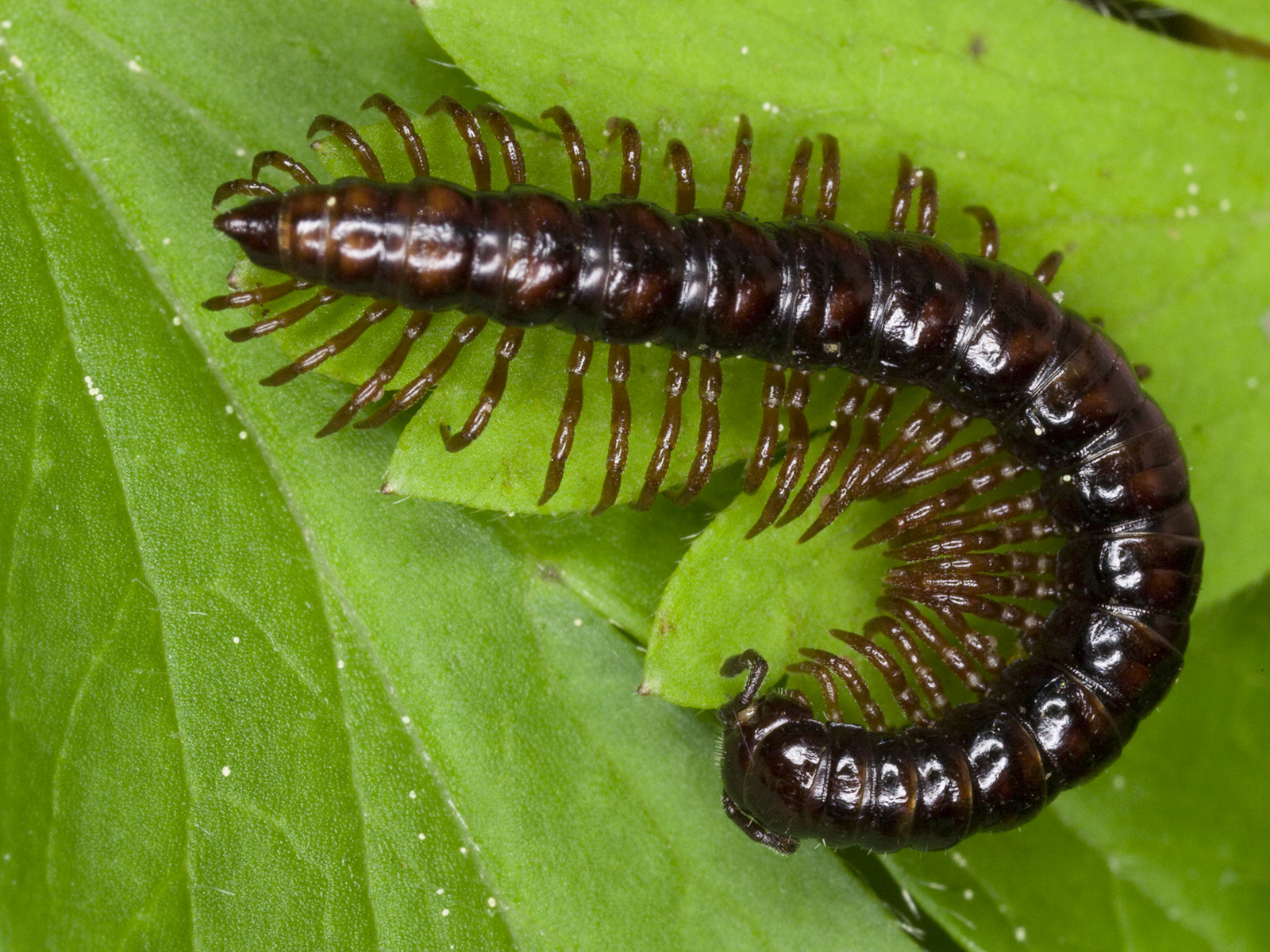 Сороконожка. смотреть онлайн