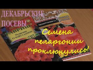 Посев пеларгонии. Семена проклюнулись. Что дальше?