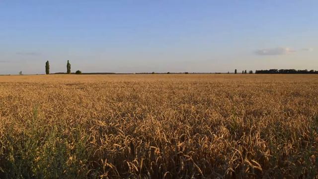 Поле моё, поле [ Христианская песня под гитару ] смотреть онлайн