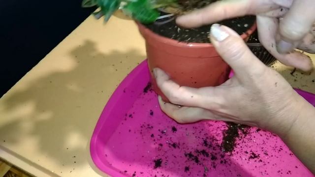 Цикламен из магазина ПОГИБАЕТ! Часть 2 - продолжаю ПЕРЕСАДКУ! смотреть онлайн