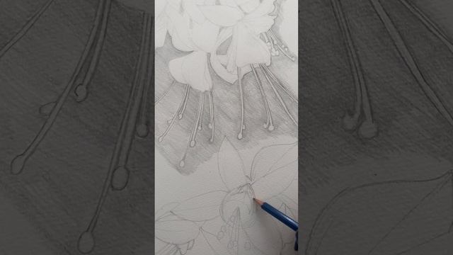 Fuchsia Graphite Drawing смотреть онлайн