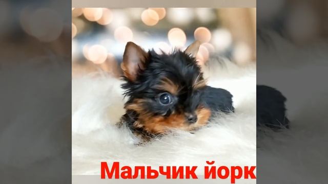 мальчик супер мини размер породы йоркширский терьер йорк Йорик смотреть онлайн