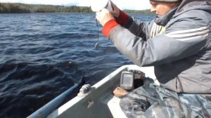 Поставушка на щуку