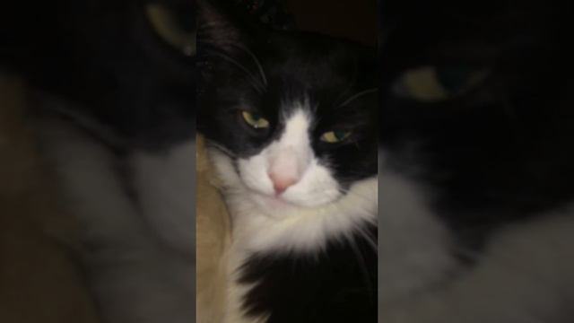 Кот подкаблучник и хрюкающая собака смотреть онлайн