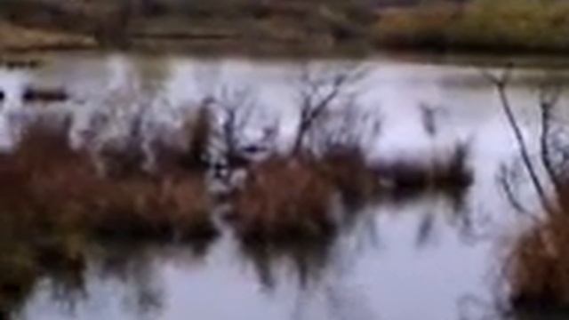Утиный пруд. смотреть онлайн
