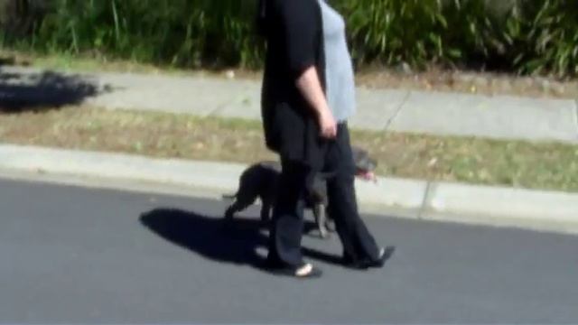 EP 63. Teaching dog to walk on lead in 60 seconds смотреть онлайн