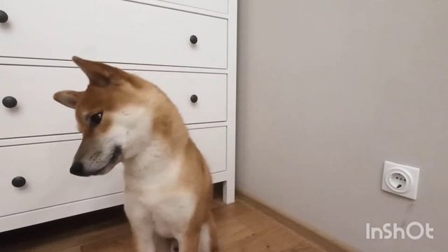 Как научить собаку команде ДАЙ ЛАПУ, ДАЙ ПЯТЬ ~ Shiba Online смотреть онлайн