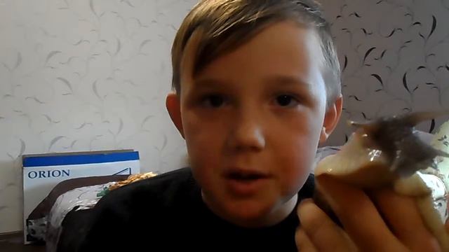 Улитка ахатин особенности смотреть онлайн