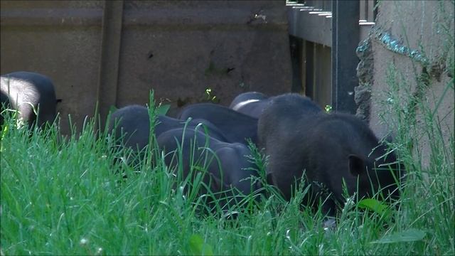 вьетнамские поросята.когда лучше выводить и сбыт смотреть онлайн