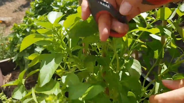 КАК вырастить хороший урожай БАЗИЛИКа из одного кустика смотреть онлайн
