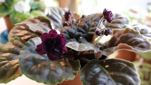 ❀Новогоднее цветение моих фиалок ❀1 января 2018❀ смотреть онлайн