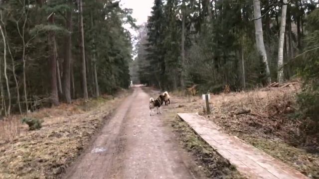 самая умная собака