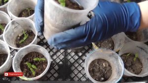 Как правильно подсыпать землю к рассаде перца