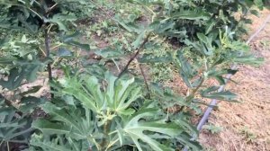 Как укрыть инжир, обрезка инжира, рынок инжира