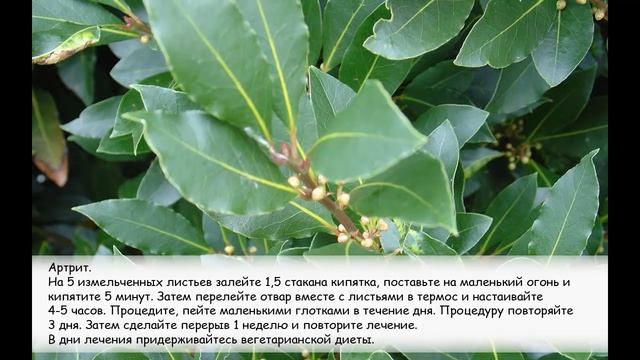 Лавровый лист. 7 рецептов народной медицины. смотреть онлайн