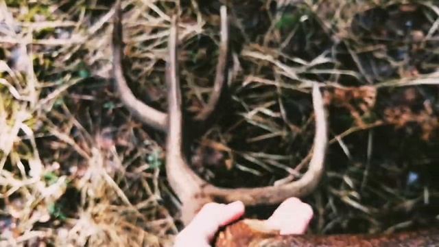 5 kg меди и два рога оленя, шикарный день, zrzuty jeleni 2023 смотреть онлайн