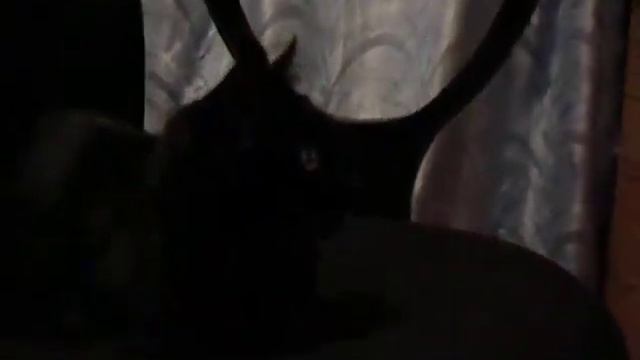 Кошка Внимательно Смотрит Видео Про Кошаков смотреть онлайн