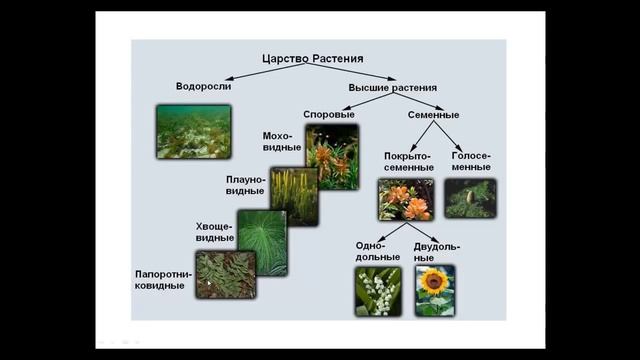 ???Что такое систематика и классификация живых существ. Введение. смотреть онлайн