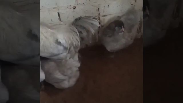 Амераукана племя семья с лавандовым петей и голубыми курочками и чёрной. смотреть онлайн