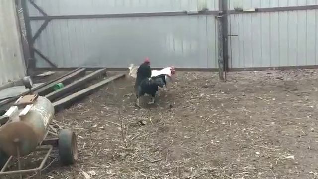 Петухи дерутся в деревне. смотреть онлайн