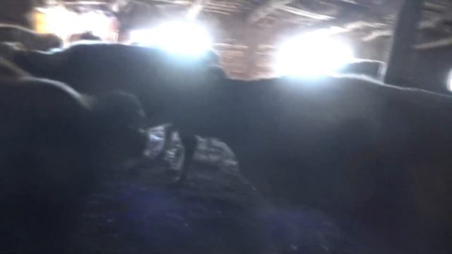 Лаванда отелилась принесла живого или мёртвого? смотреть онлайн