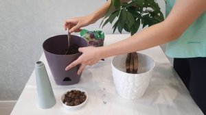 Пересадка Пахиры. Проверяем корни на гниение