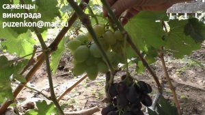 Виноград Вера описание и характеристики, участок Пузенко Натальи Лариасовны